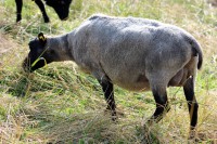 /album/fotogalerie-shetlandske-ovce/farma-beskydy-foto-cieslar-3544-jpg1/